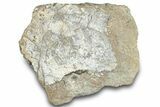 Dinosaur (Triceratops) Bone Section - Montana #297073-1